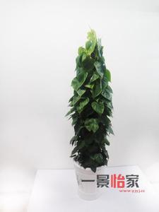 青苹果盆栽 青苹果植物怎么养 青苹果的盆栽管理