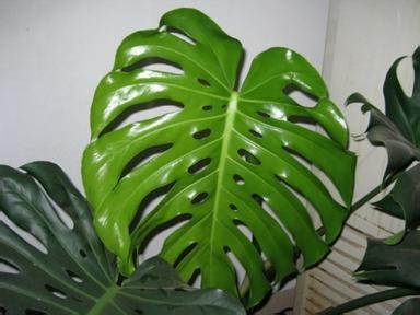 净化空气的室内植物 教你使用植物净化空气