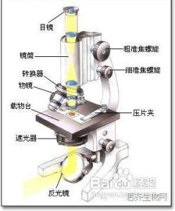光学显微镜 光学显微镜的用法 光学显微镜怎么维护