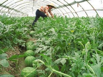 西瓜种植技术 怎么种植西瓜_西瓜的种植技术介绍