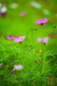 未央花开 半夏如春 花开半夏春已逝