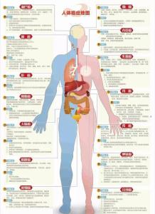 人体器官分布图男 人体12个器官最易得癌