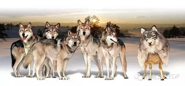 十大狼性法则 领导力10个狼性法则