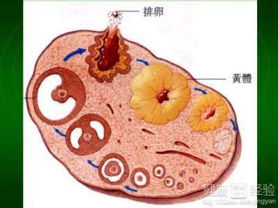 卵泡不成熟吃什么食物 卵泡不成熟吃什么好 促进卵泡成熟的食物