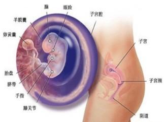 女性怀孕一个月症状 女性怀孕的主要症状