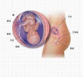 怀孕5周需要注意什么 怀孕5周了该注意什么