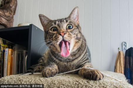 猫咪不喜欢猫薄荷 猫为什么喜欢猫薄荷 猫咪喜欢猫薄荷的原因