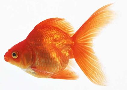 金鱼一年能长几厘米 金鱼怎么养长的快