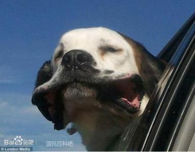 狗狗把头伸出车窗 小狗为什么喜欢把头伸出车窗外