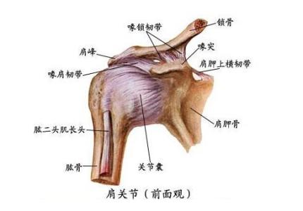 肩周炎缓解疼痛的方法 肩周炎怎样形成的 缓解肩周炎按摩方法