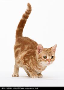 猫咪竖起尾巴 猫咪为什么竖起尾巴 猫咪竖起尾巴的原因