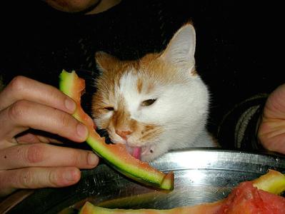 猫咪不能吃的食物 猫咪不适合吃的水果 猫咪不能吃的水果有哪些