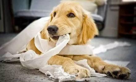 狗吃纸巾 狗为什么吃纸巾 狗吃纸巾的原因
