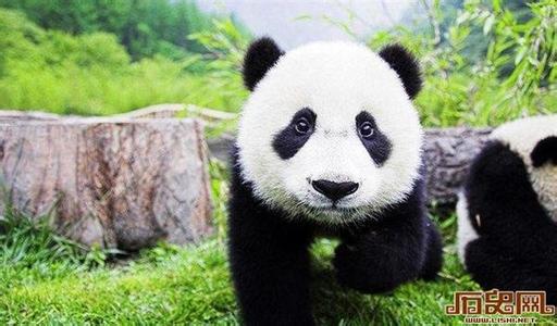 熊猫什么时候成为国宝 熊猫为什么成为国宝