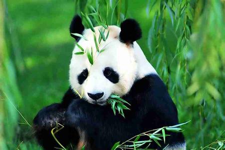大熊猫为什么吃竹子 大熊猫为什么吃竹子 大熊猫吃竹子的原因
