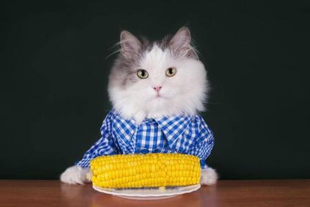 猫咪爱吃玉米 猫咪为什么爱吃玉米 猫咪爱吃玉米的原因