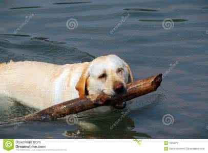 狗都会游泳吗 狗为什么生来都会游泳 狗生来会游泳的原因