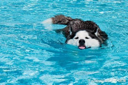 游泳漂浮腿下沉的原因 狗为什么会游泳 狗会游泳的原因