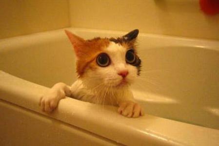 猫咪怕洗澡怎么办 猫咪为什么怕洗澡 猫咪怕洗澡的原因