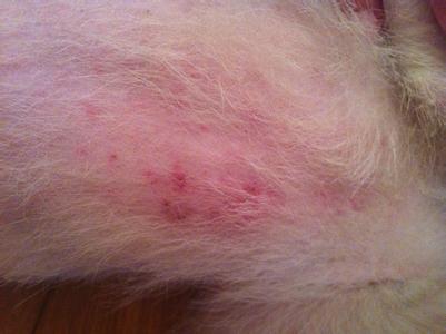 如何预防狗狗皮肤病 狗为什么会得皮肤病 狗狗皮肤病的预防措施