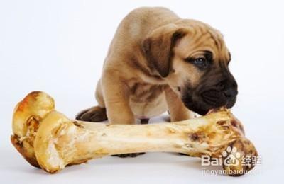 为什么狗狗爱吃骨头 狗狗为什么喜欢吃骨头