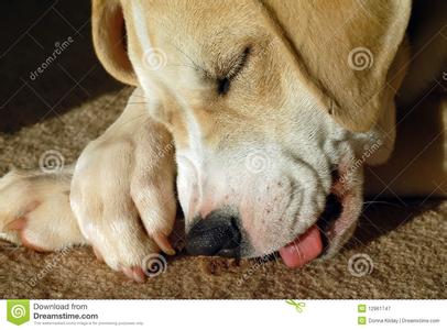 小狗为什么喜欢吃骨头 小狗为什么吃骨头 小狗吃骨头的原因