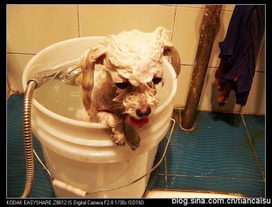 小狗为什么不能洗澡 小狗为什么怕洗澡 小狗怕洗澡的原因
