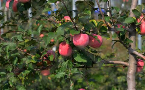 苹果树种植方法 怎么种苹果树_苹果树的种植方法