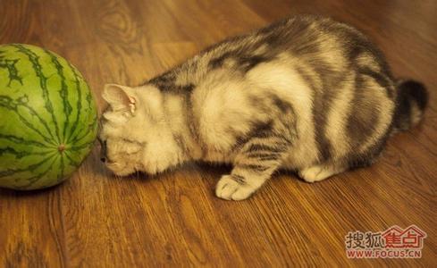 为什么猫怕黄瓜 为什么猫喜欢玩球