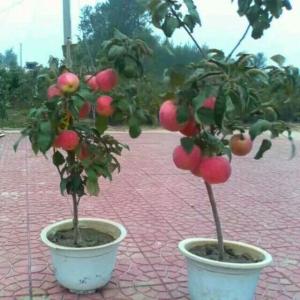 盆栽苹果树怎么种植 盆栽苹果树要怎么种植