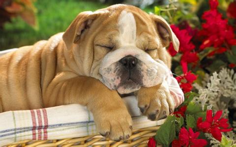 小狗狗发抖 狗狗在睡觉时为什么老是发抖 小狗睡觉时发抖怎么回事(2)