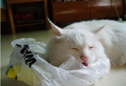 猫舔塑料袋是缺什么 猫为什么爱舔塑料袋