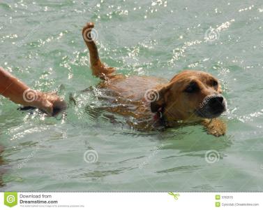 狗为什么天生会游泳 狗为什么天生会游泳 狗天生会游泳的原因