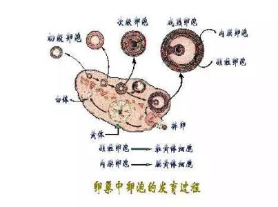 卵泡多大算成熟 卵泡每天长多少？卵泡多大成熟