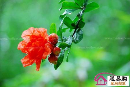 石榴花什么季节开花 石榴花什么时候开_石榴花什么时候开花