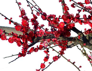 红梅花树种植技术 红梅怎么种植_红梅的种植技术