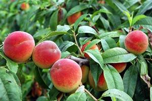 桃子的营养价值及功效 桃子的营养价值_桃子的功效与作用