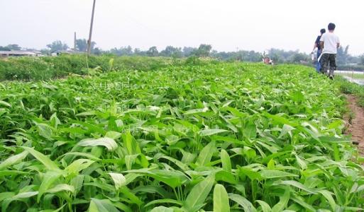 空心菜种植技术 空心菜的无公害种植技术