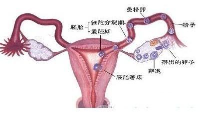 怎样才能把自己弄怀孕? 怎样才能怀孕？