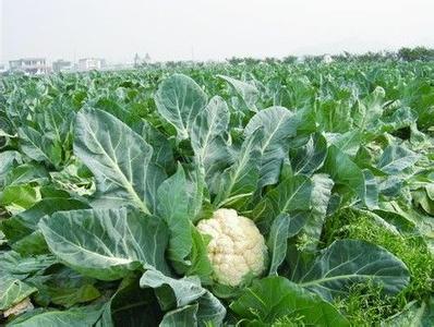 花菜种植技术 花菜怎么种植产量好_花菜的种植技术