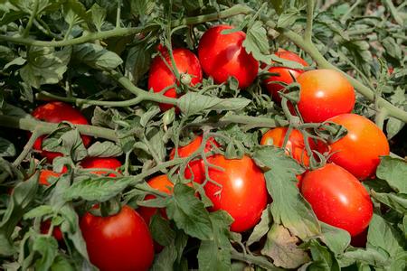 西红柿怎么种植方法 怎么种西红柿_西红柿的种植方法