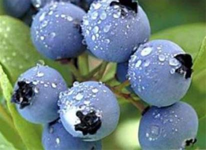 蓝莓的营养价值 蓝莓的营养价值 蓝莓的挑选方法
