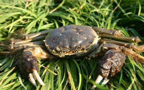 河蟹营养价值 河蟹的营养价值 吃河蟹的好处
