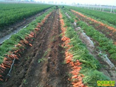 胡萝卜怎么种植方法 胡萝卜怎么种植_胡萝卜的种植方法