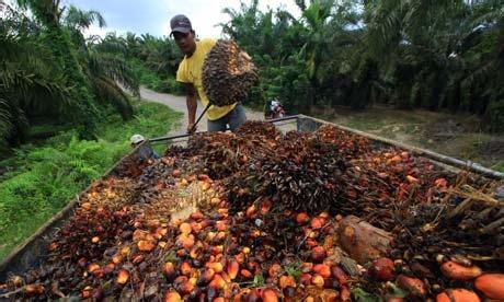 方便面为什么用棕榈油 棕榈油能吃吗