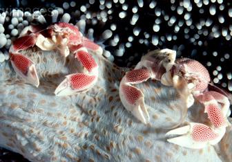 海葵的生活方式是 海葵怎么养 海葵的生存方式(2)
