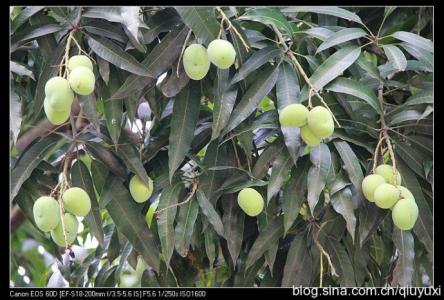 芒果树和扁桃的区别 扁桃和芒果的区别