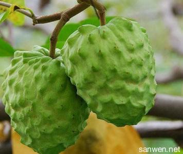 台湾释迦广西种植 台湾水果释迦怎么种植