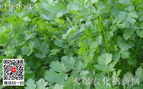 香菜怎么种植 夏季怎么种香菜_香菜的种植