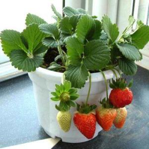 有草莓种子怎么种 盆栽草莓种子怎么种